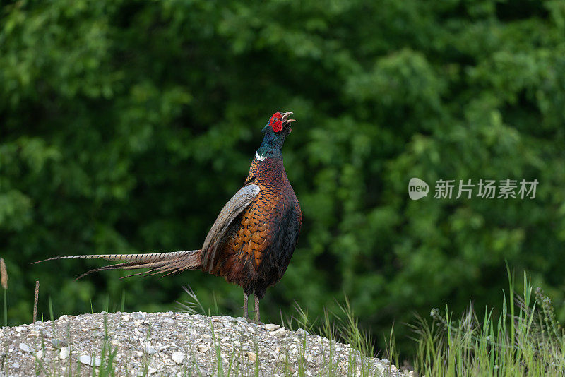 雄性野鸡(Phasianus colchicus)的叫声